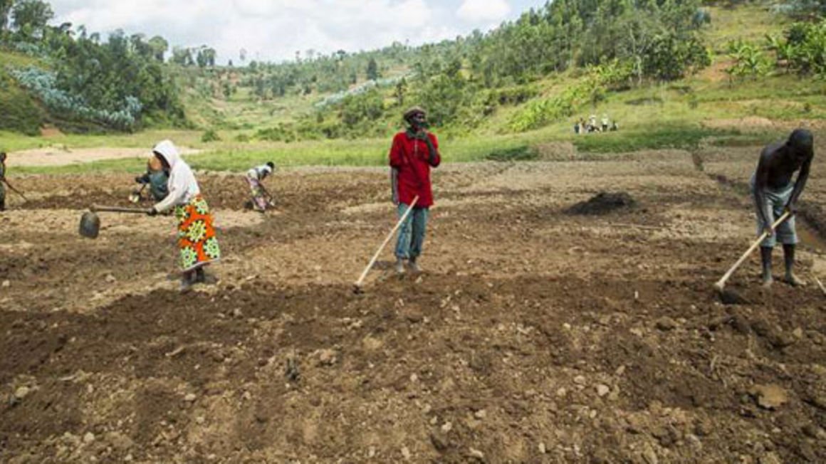 New model to get fertiliser to Rwanda farmers