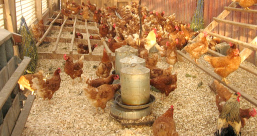 Poultry feeding at Kanzenze Farm