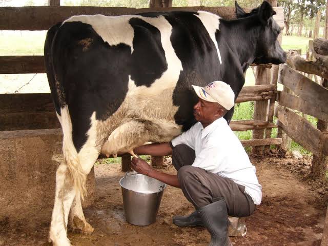 Rwanda’s milk production on the rise as cattle population drop