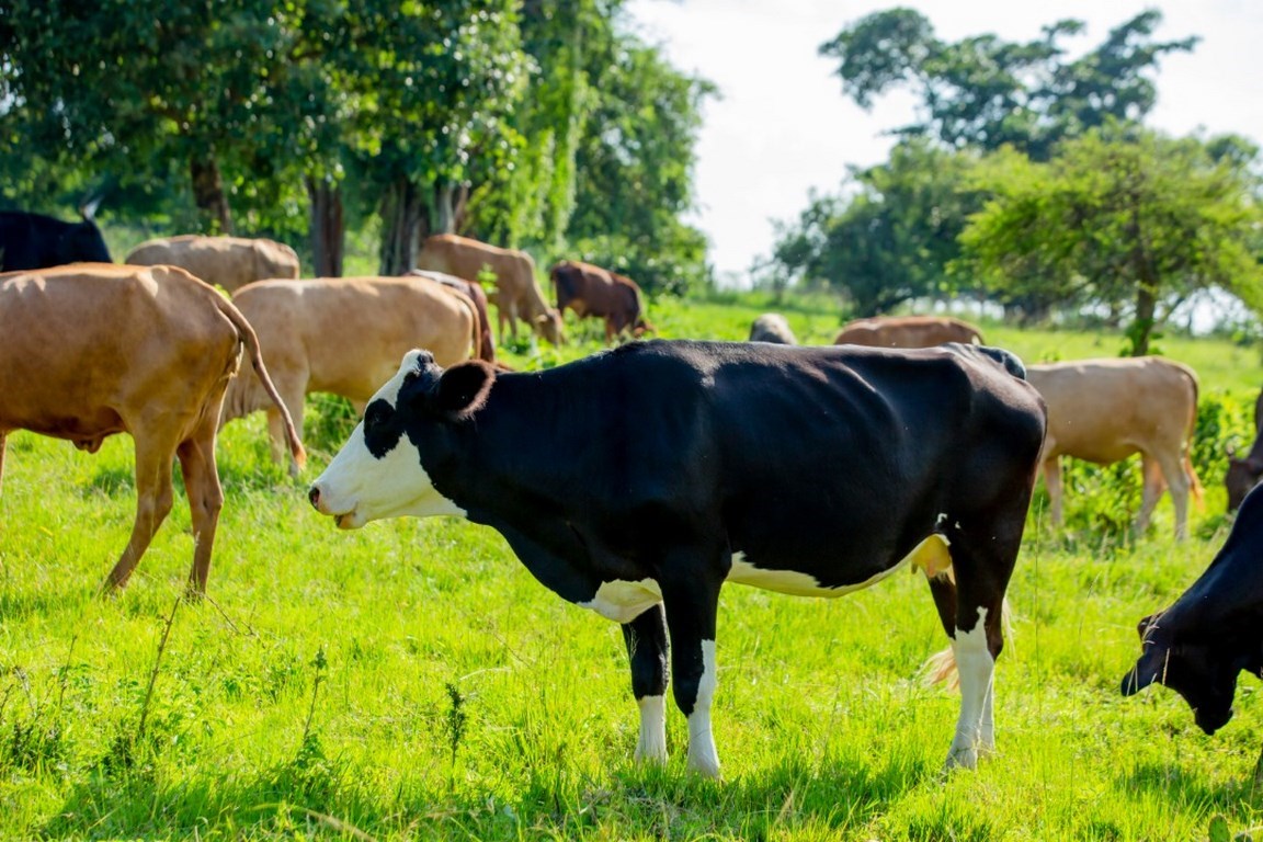 Songa Dairy Farm