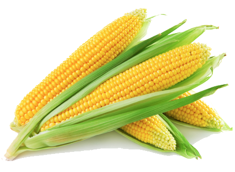 Maize
